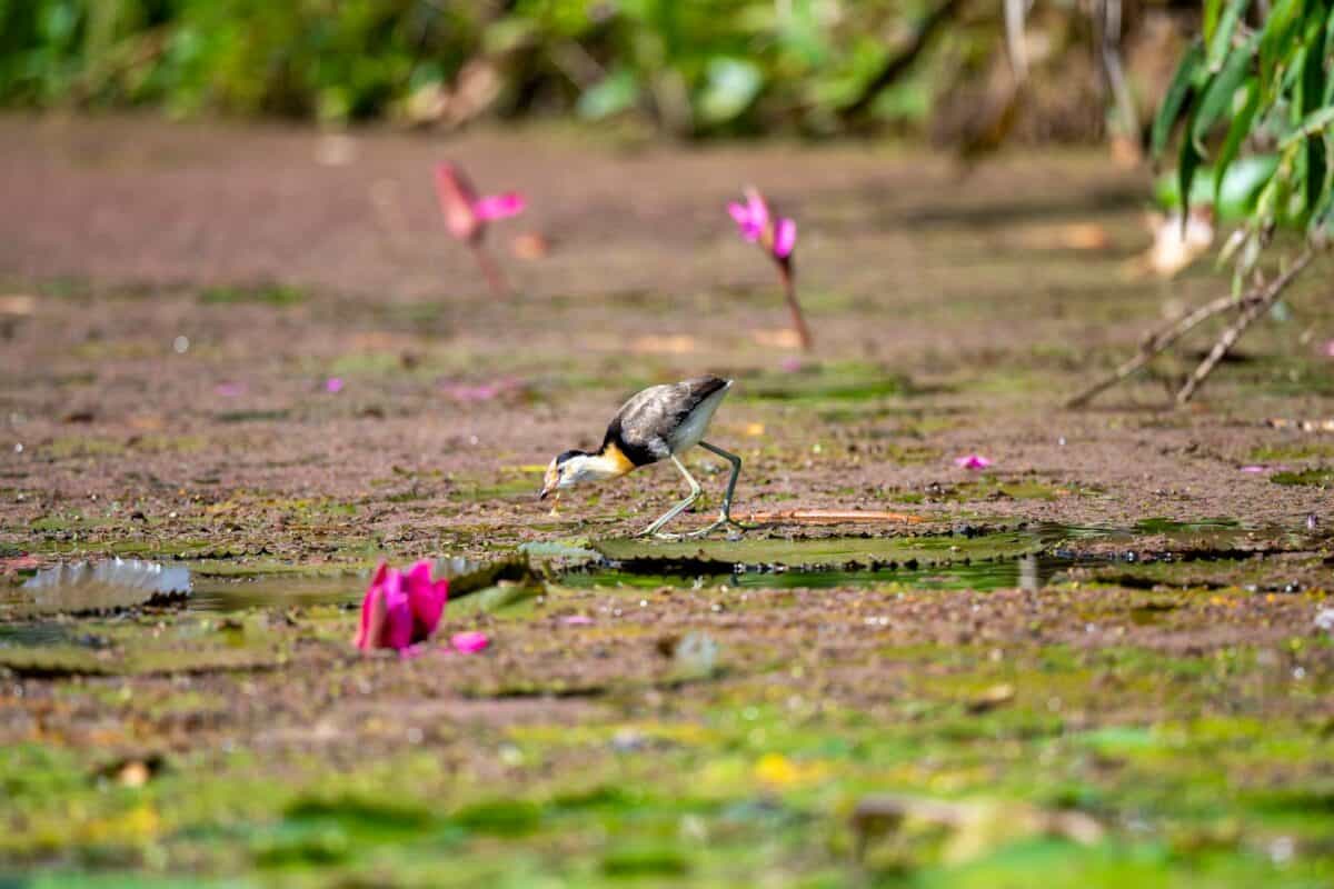 Oiseaux dans les zones humides