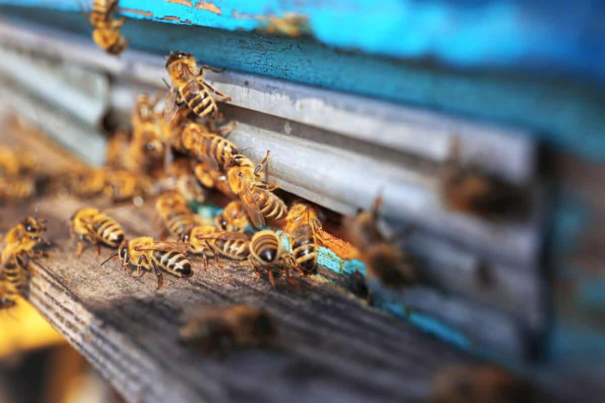 Les abeilles entrent dans la ruche. Image de belchonock via Depositphotos.