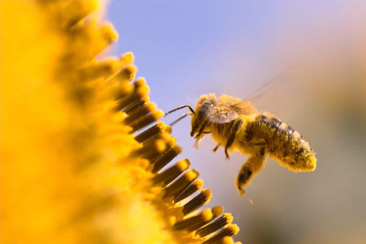 Abeille dans un tournesol.