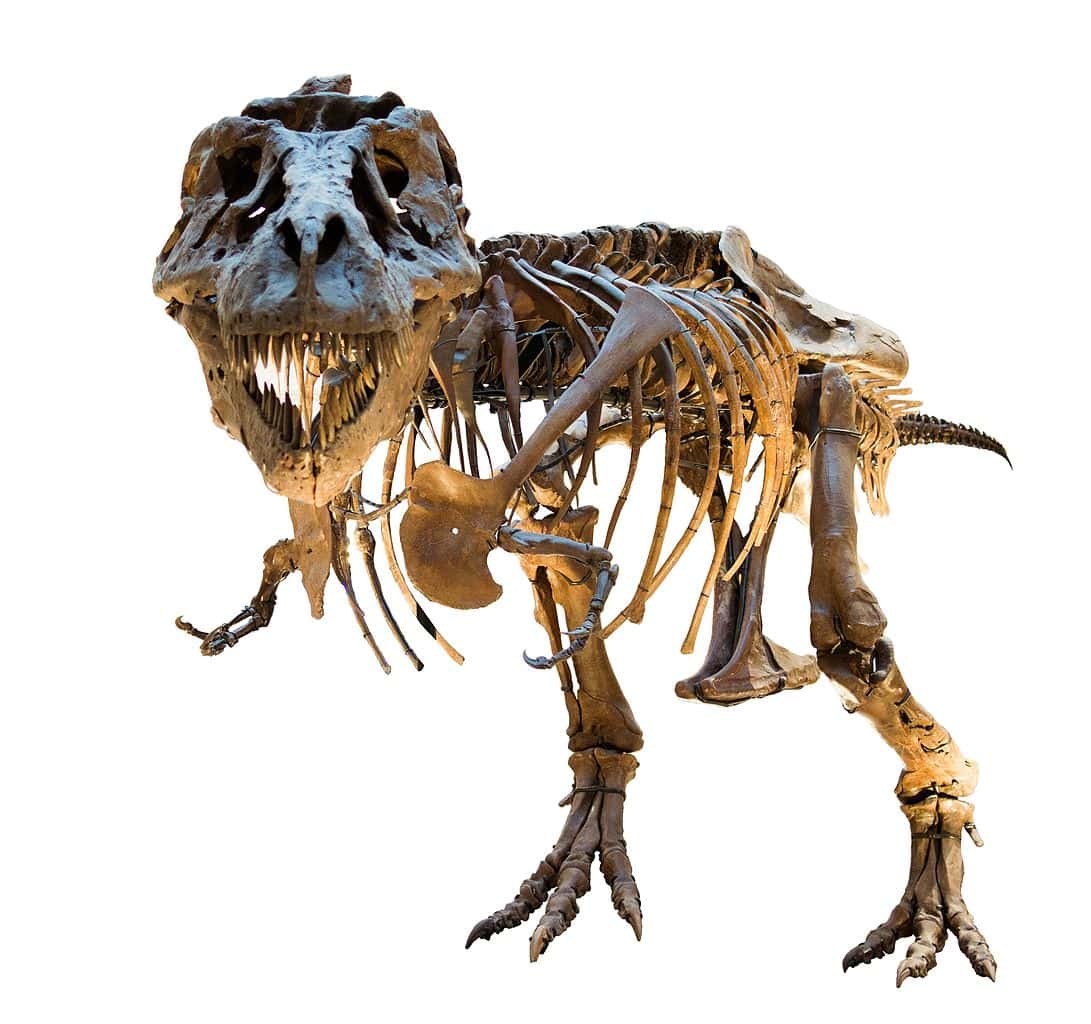 Squelette de dinosaure