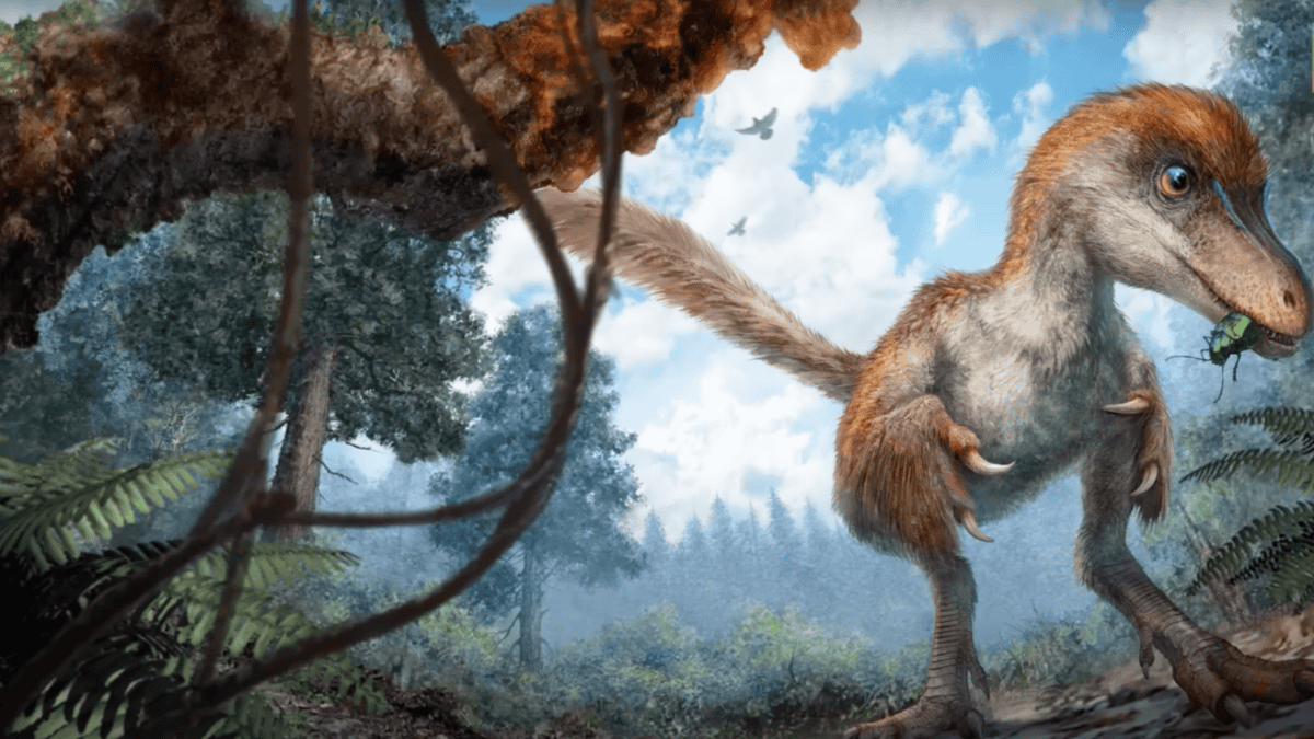 Une possibilité de savoir à quoi aurait pu ressembler le dinosaure auquel cette queue aurait pu ressembler.