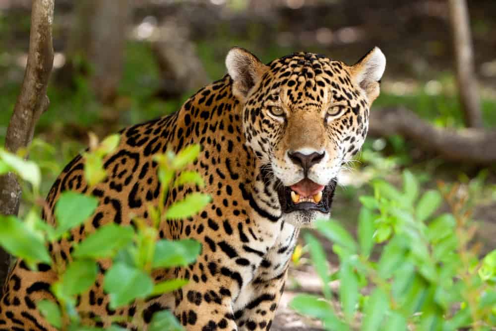 Jaguar dans la faune