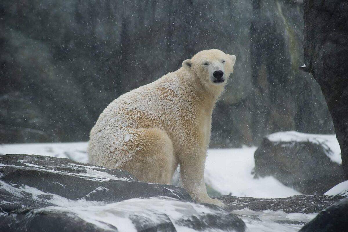 Ours