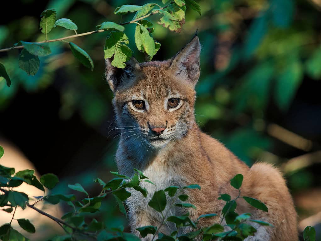lynx