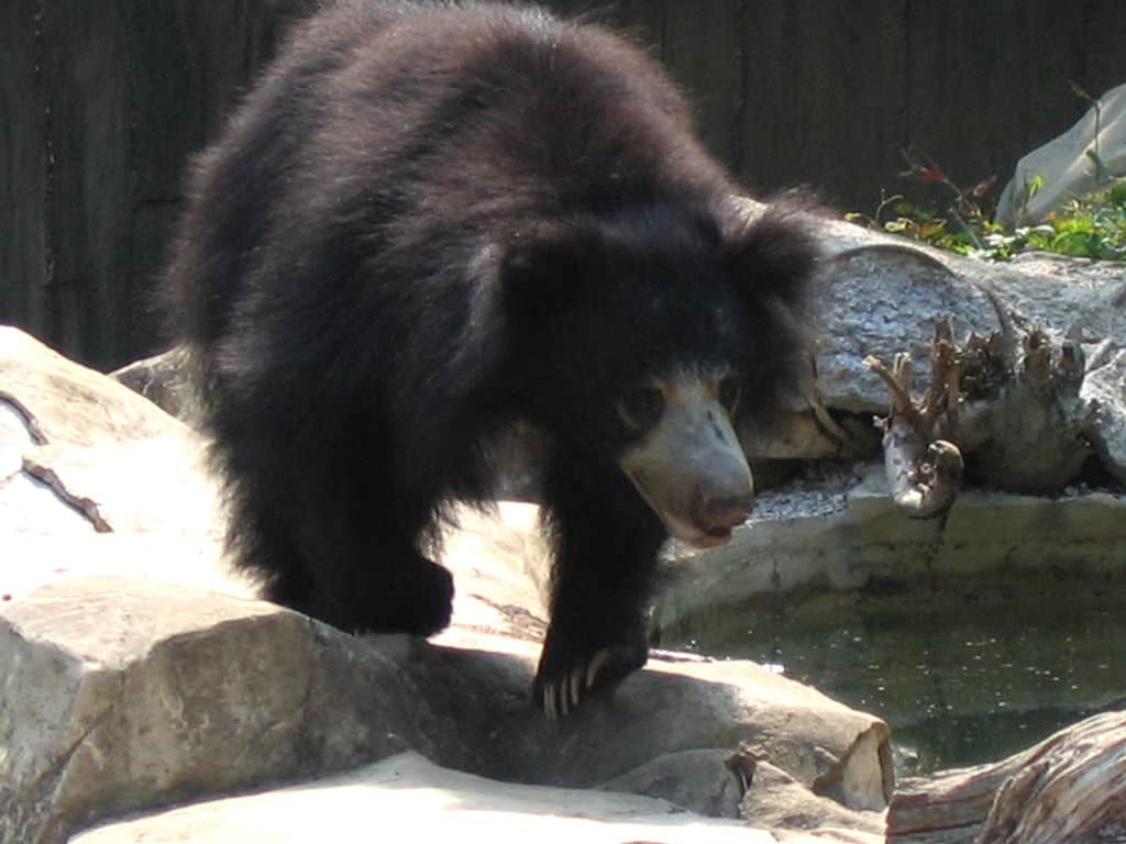 Ours paresseux