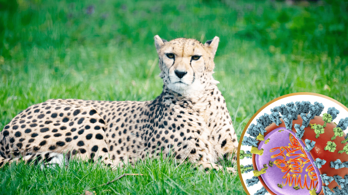 La grippe aviaire qui fait rage dans les zoos américains suscite de graves inquiétudes pour les animaux en voie de disparition
