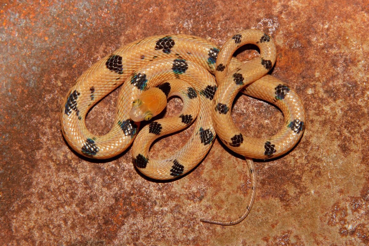Serpent tigre de l'Est