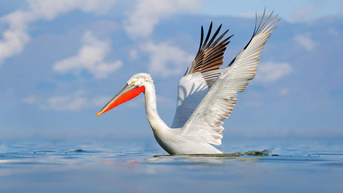 Oiseau dans l'eau, pélican frisé.