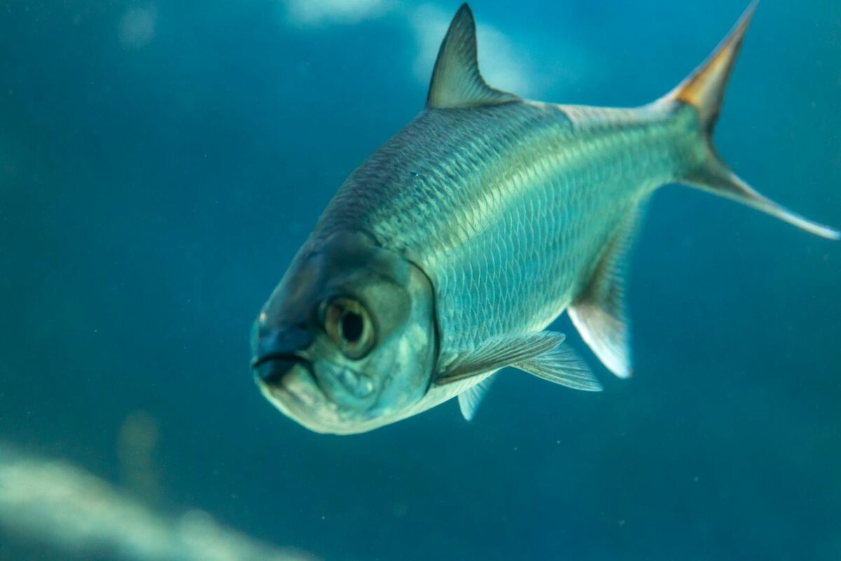 Clo détailléGros plan détaillé d'un poisson tarpon aux écailles bleues nageant sous l'eau, mettant en valeur sa beauté marine. Plan détaillé d'un poisson tarpon aux écailles bleues nageant sous l'eau, mettant en valeur sa beauté marine.