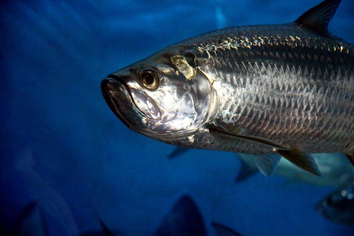 tarpon, poisson, animal, sous l'eau, aquarium, sous marin, bleus, nager, gris, nature, argent, pas homme, faune, zoologie, sciences aquatiques, fermer, tarpon, tarpon, tarpon, tarpon, tarpon