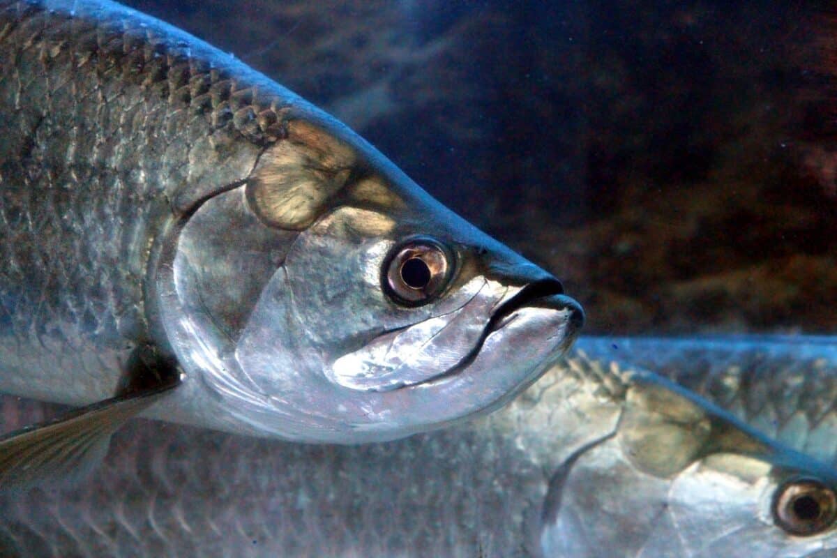 tarpon, mégalops, poisson, tête, sous l'eau, aquarium, poisson de mer, sous marin, animal, yeux, nager, nature, bleus, argent, fermer, science aquatique, tarpon, tarpon, tarpon, tarpon, tarpon