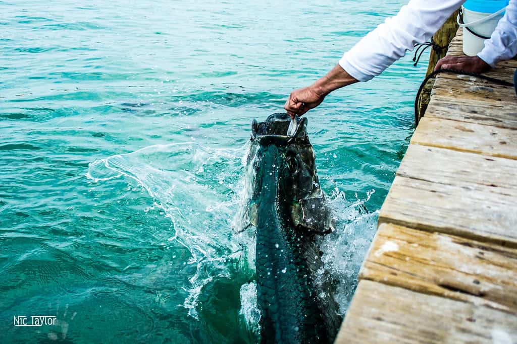 Nourrir le tarpon