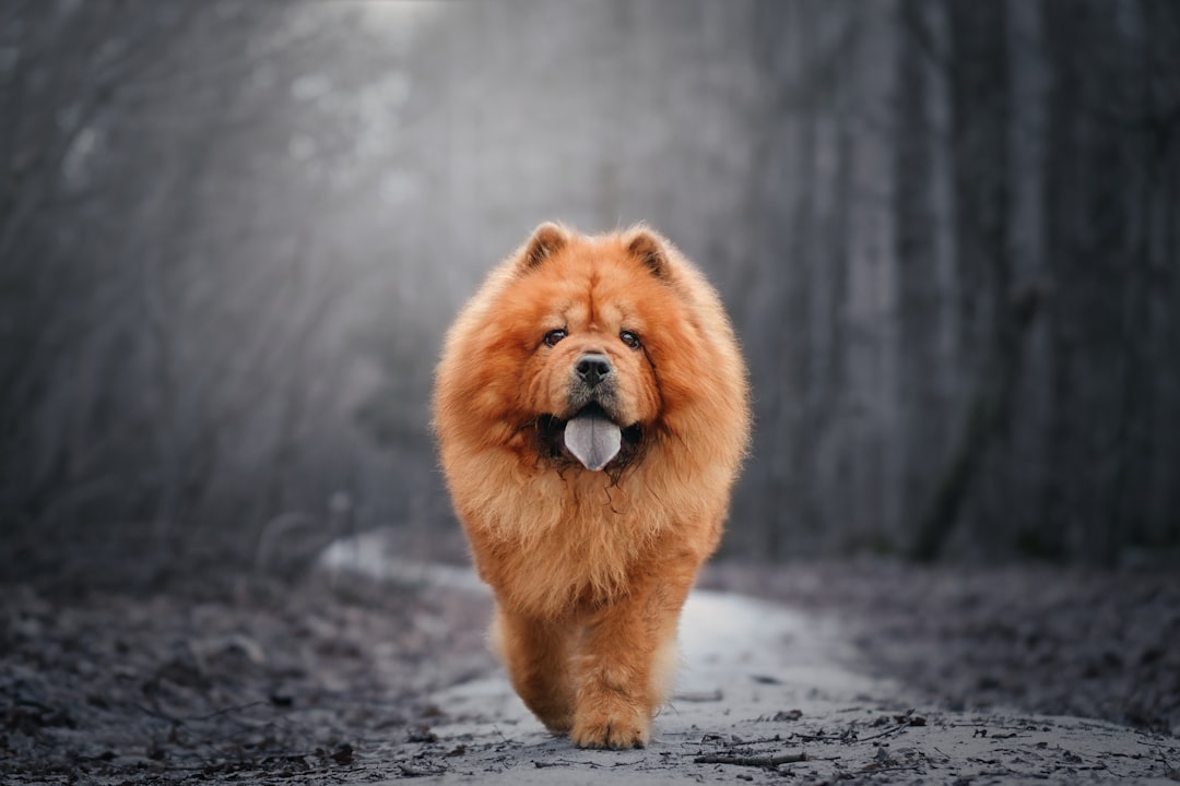 14. Chow Chow (crédits image : unsplash)