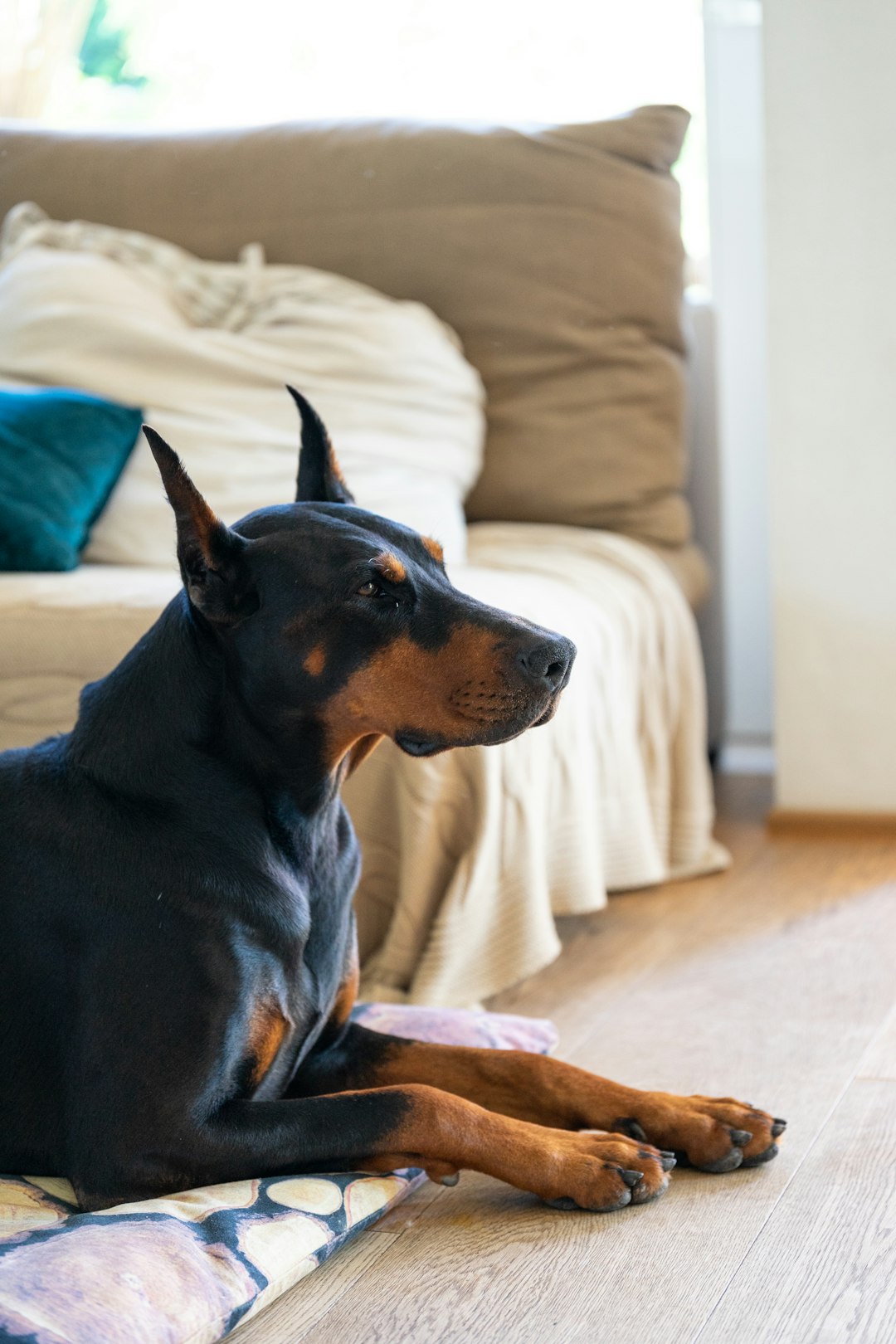 9. Doberman Pinscher (crédits image : unsplash)