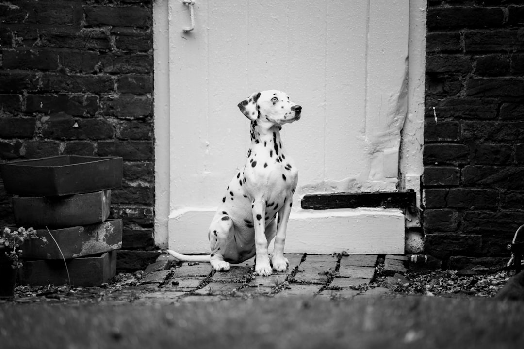 13. Dalmatien (crédits image : unsplash)