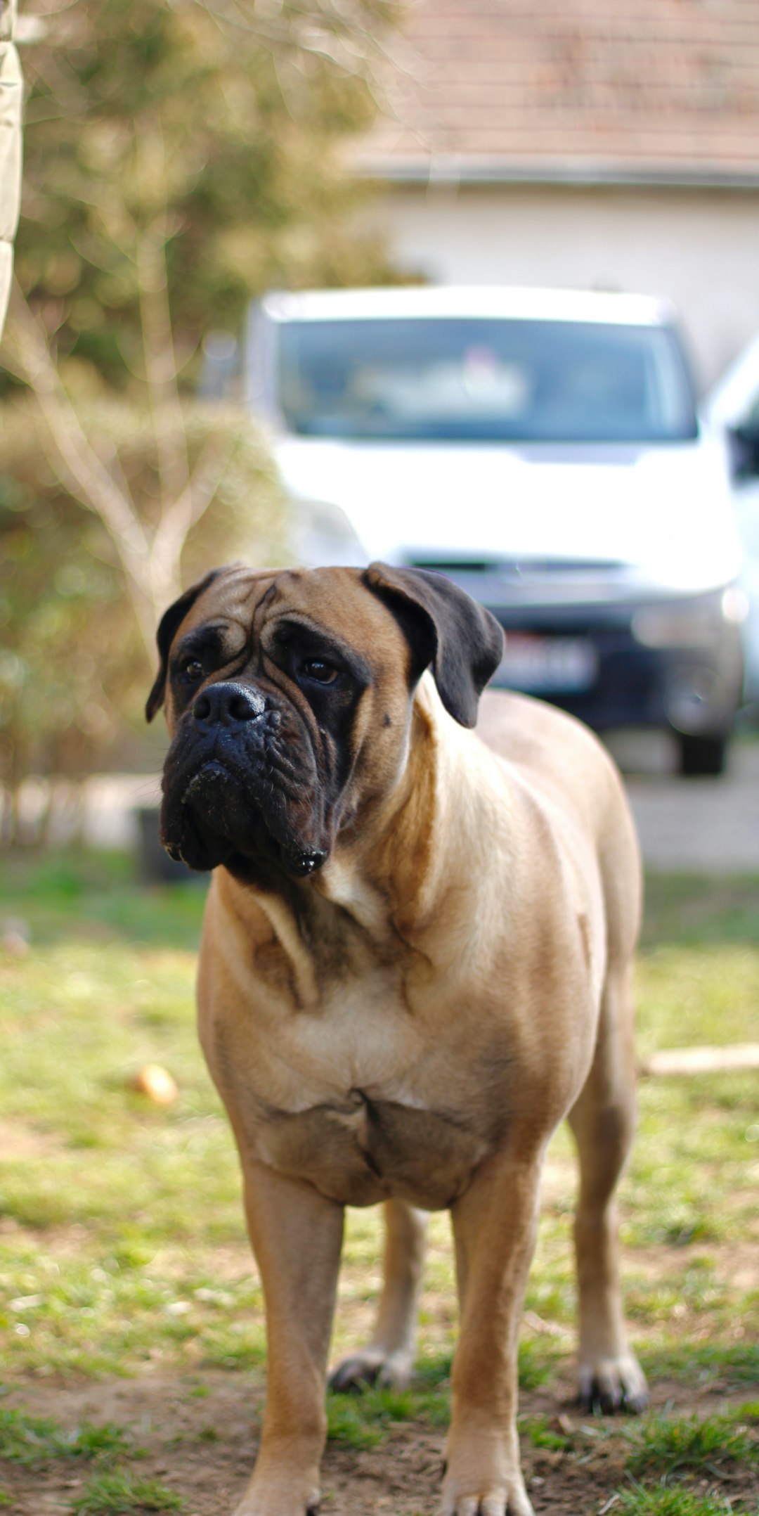 10. Bullmastiff (crédits image : unsplash)