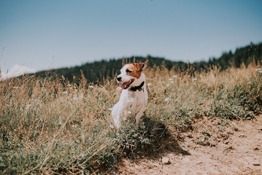 12. Jack Russell Terrier (crédits image : unsplash)
