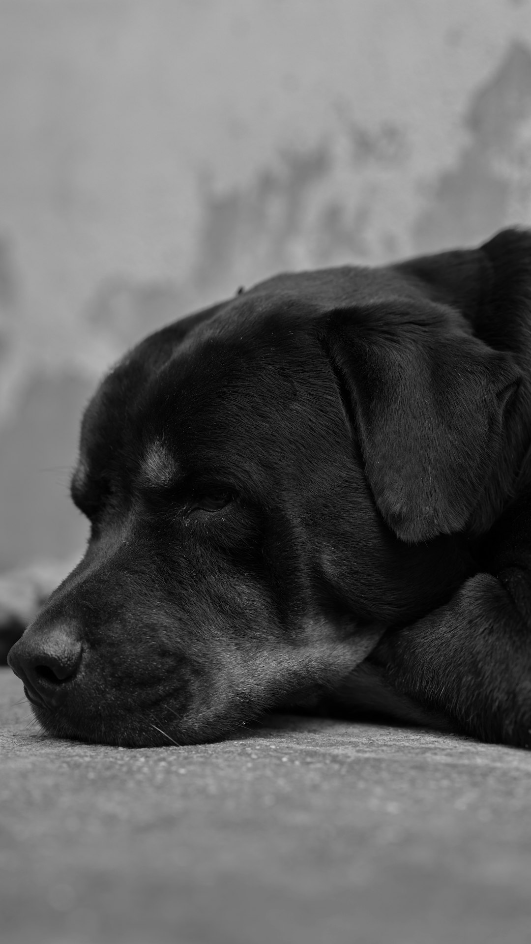11. Rottweiler (crédits image : unsplash)