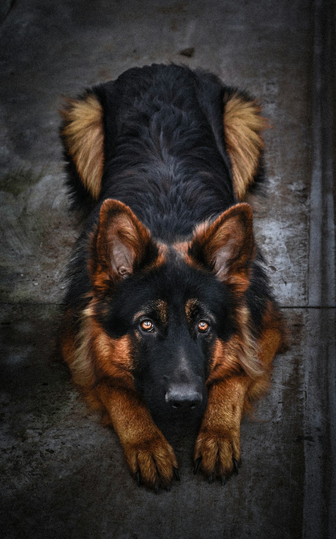 7. Berger allemand (crédits image : unsplash)