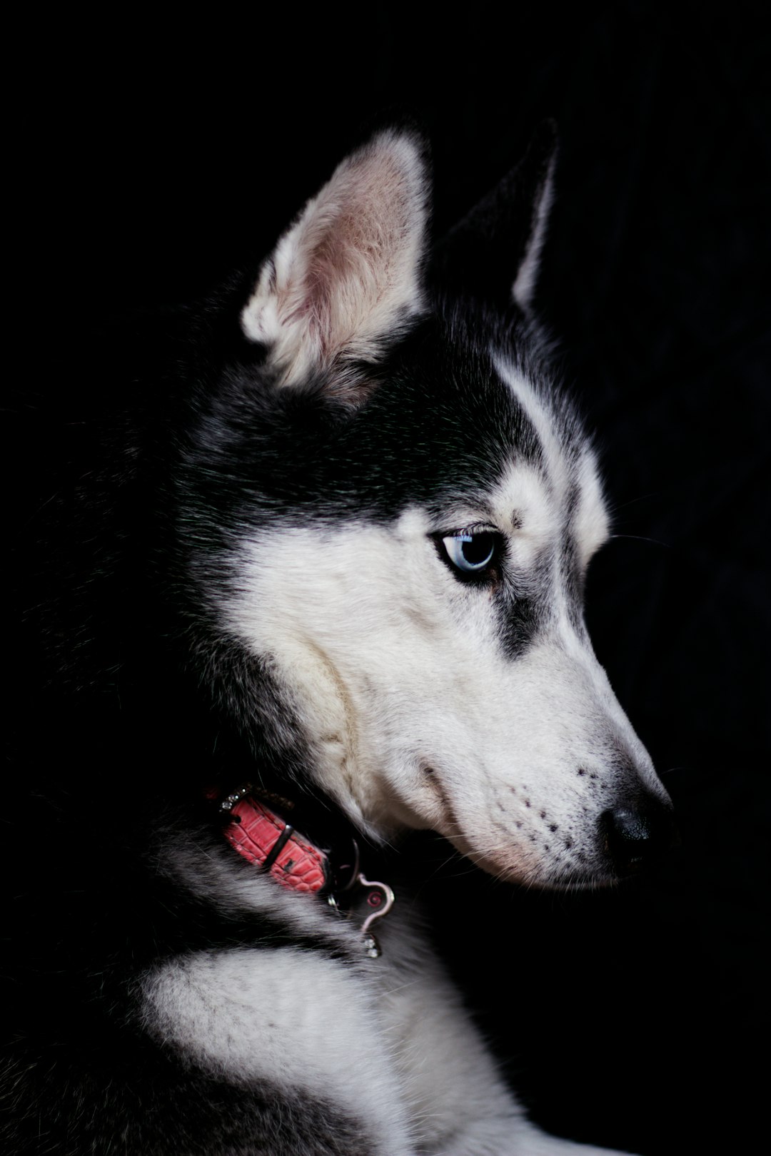5. Husky sibérien (crédits image : unsplash)