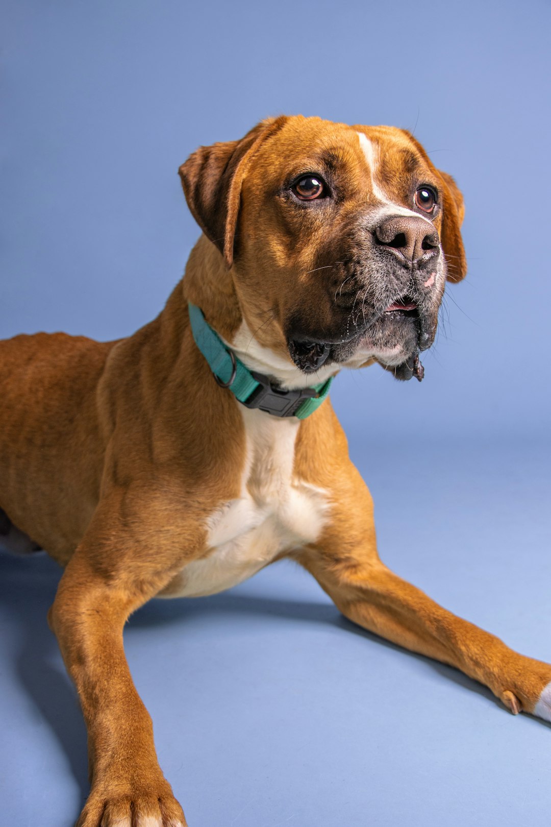 4. Boxer (crédits image : unsplash)
