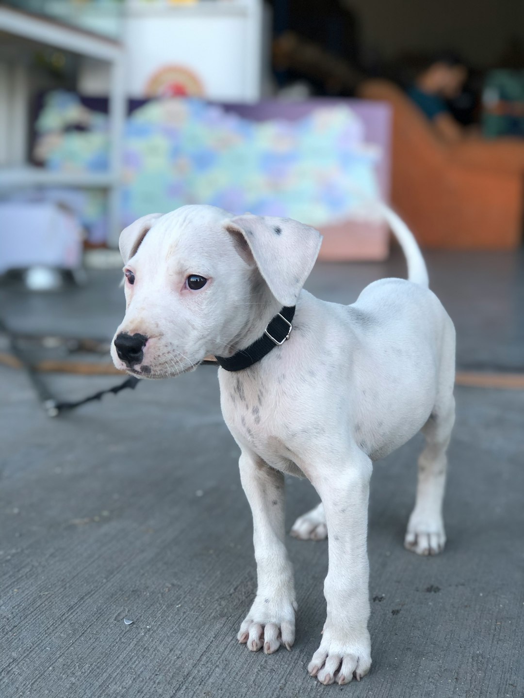 3. Dogo Argentino (crédits image : unsplash)