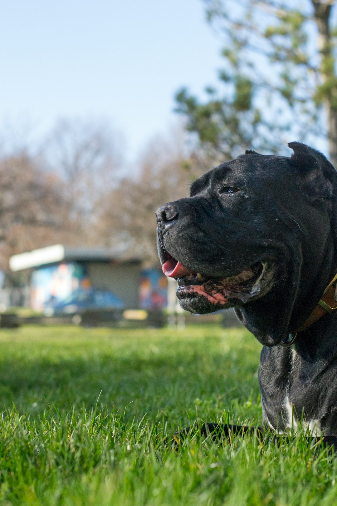 2. Cane Corso (crédits image : unsplash)