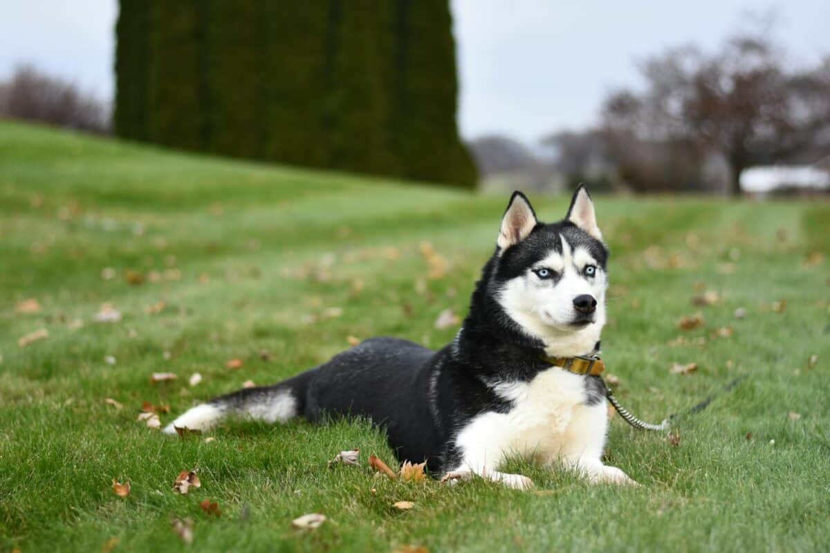 Un Husky sibérien reposant sur un champ vert, mettant en valeur sa fourrure saisissante et ses yeux bleus.