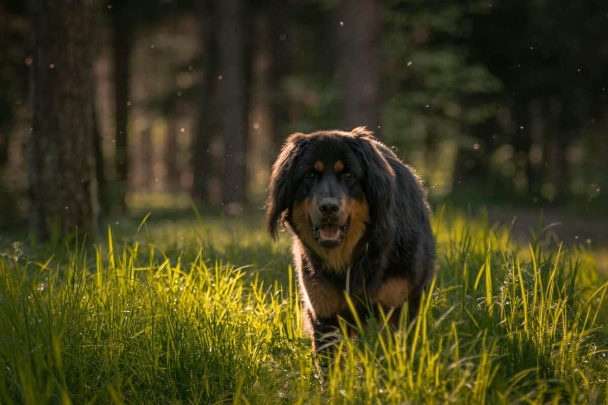 Mastiff tibétain profitant d'une promenade dans une forêt luxuriante d'été, capturé en plein jour.