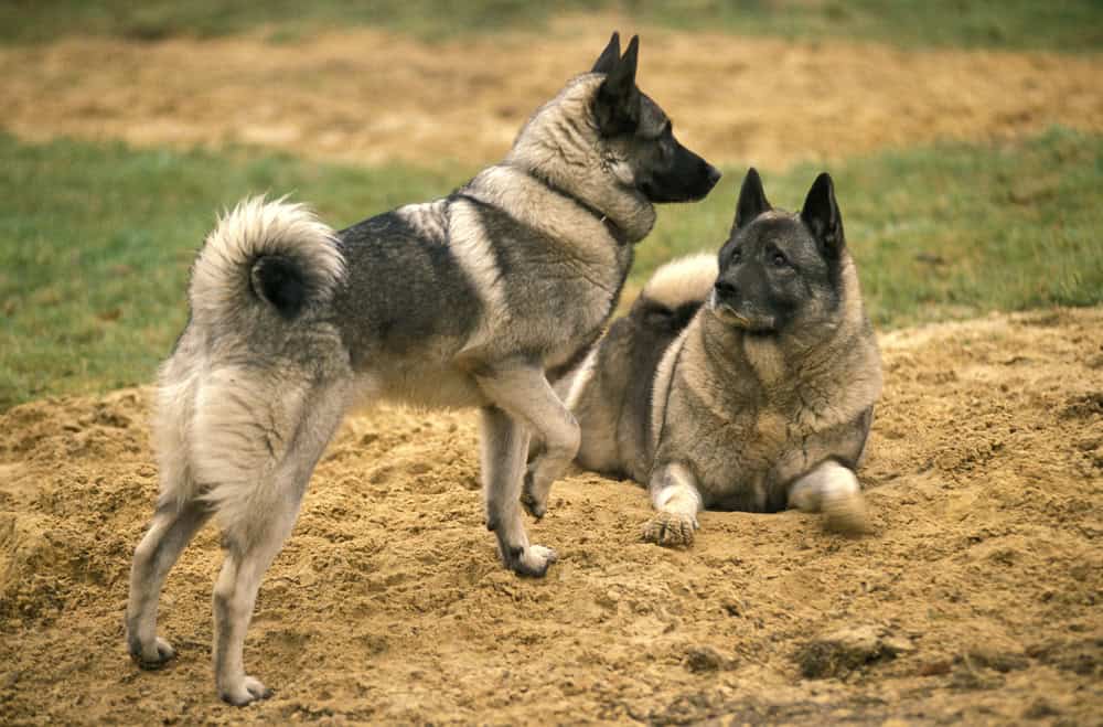 Chien d'élan norvégien