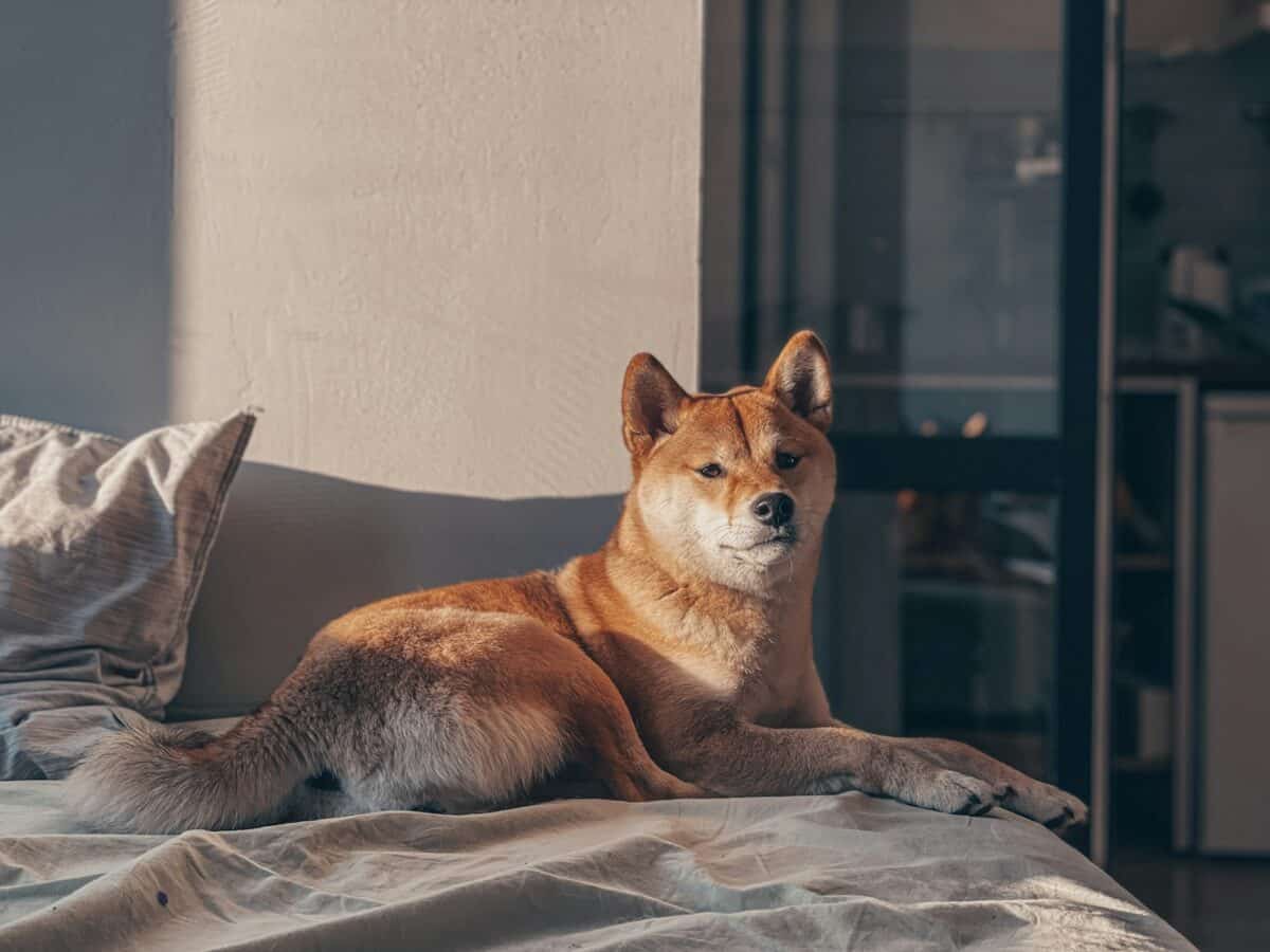 Akita