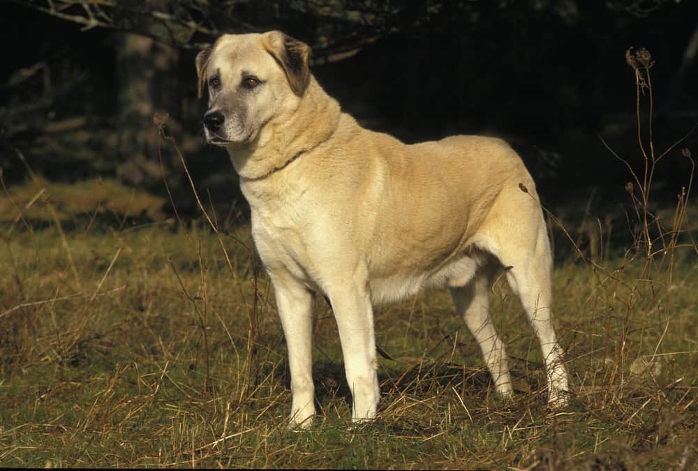Berger d'Anatolie