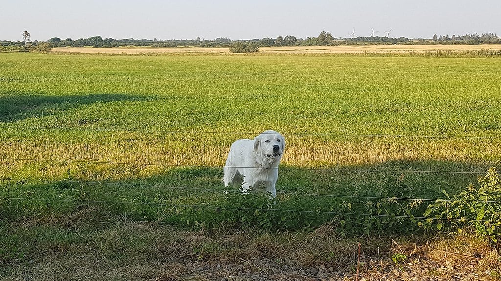 Race de chien Kuvasz