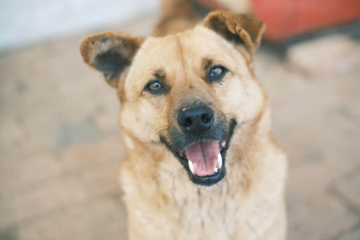 Adorable portrait en gros plan d'un chien heureux regardant vers le haut avec une expression joyeuse.