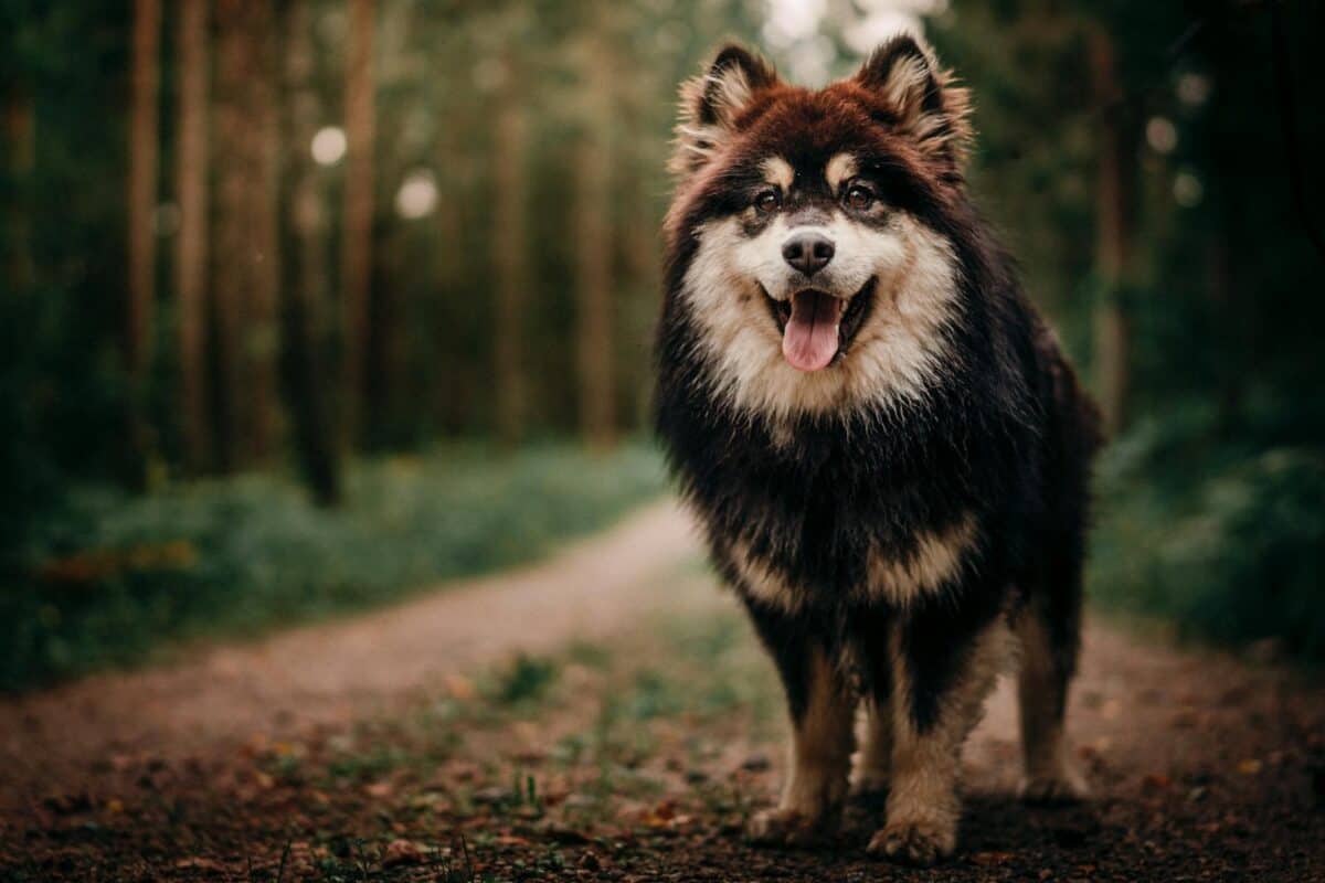 Gros plan d'un chien finlandais de Laponie debout sur un chemin forestier, mettant en valeur son pelage à fourrure.