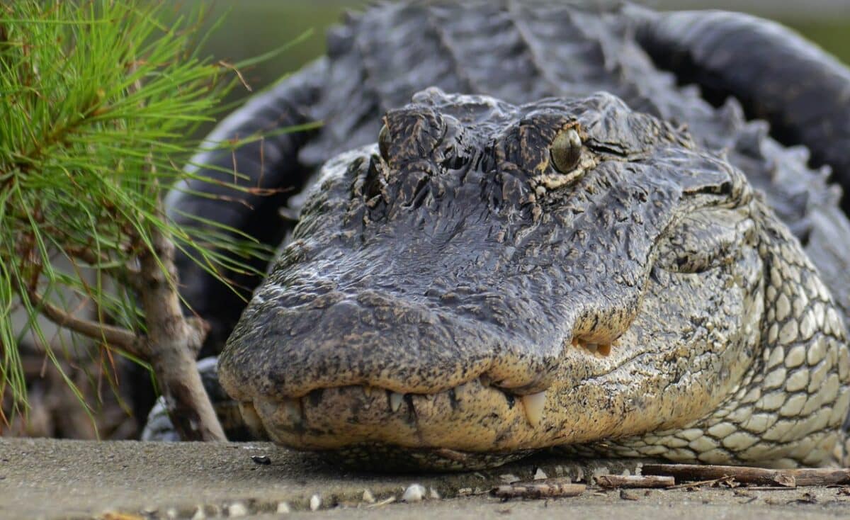 Alligator