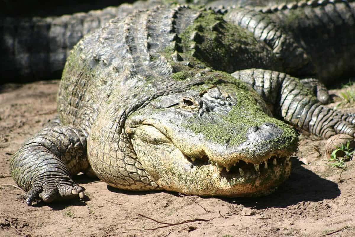 alligator américain