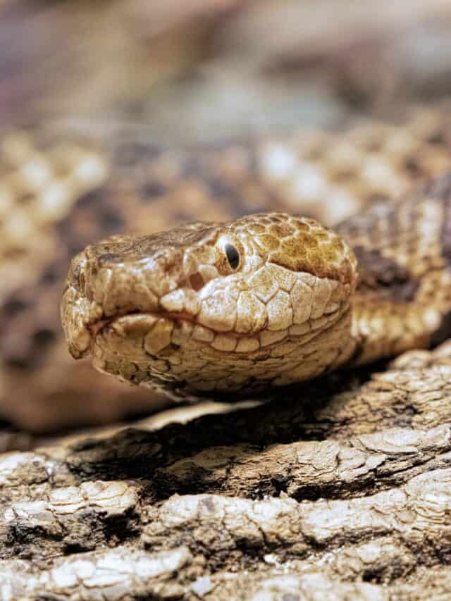 La morsure du Copperhead du Nord