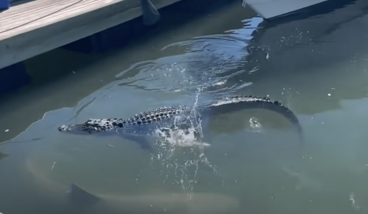 Un touriste capture la patte d'un alligator mordant un requin en Caroline du Sud