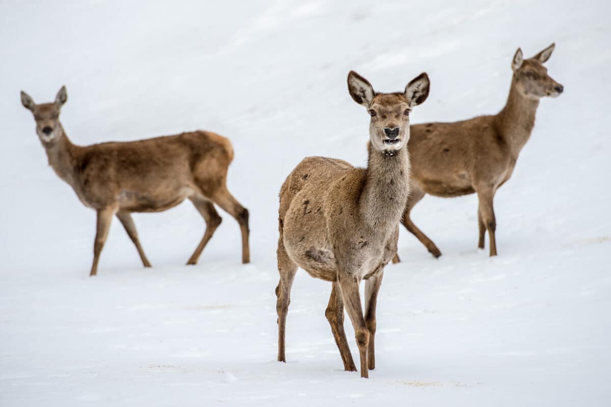 cerf dans la neige