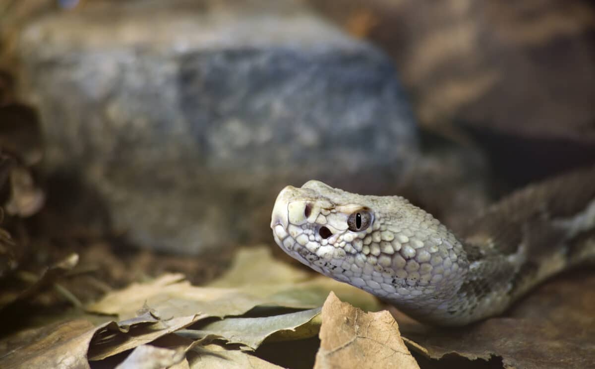 serpent à sonnettes des bois dans l'Illinois