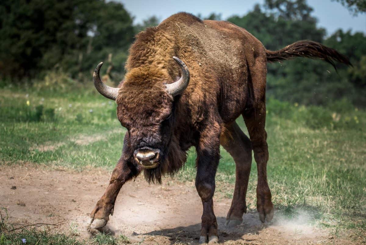 bison