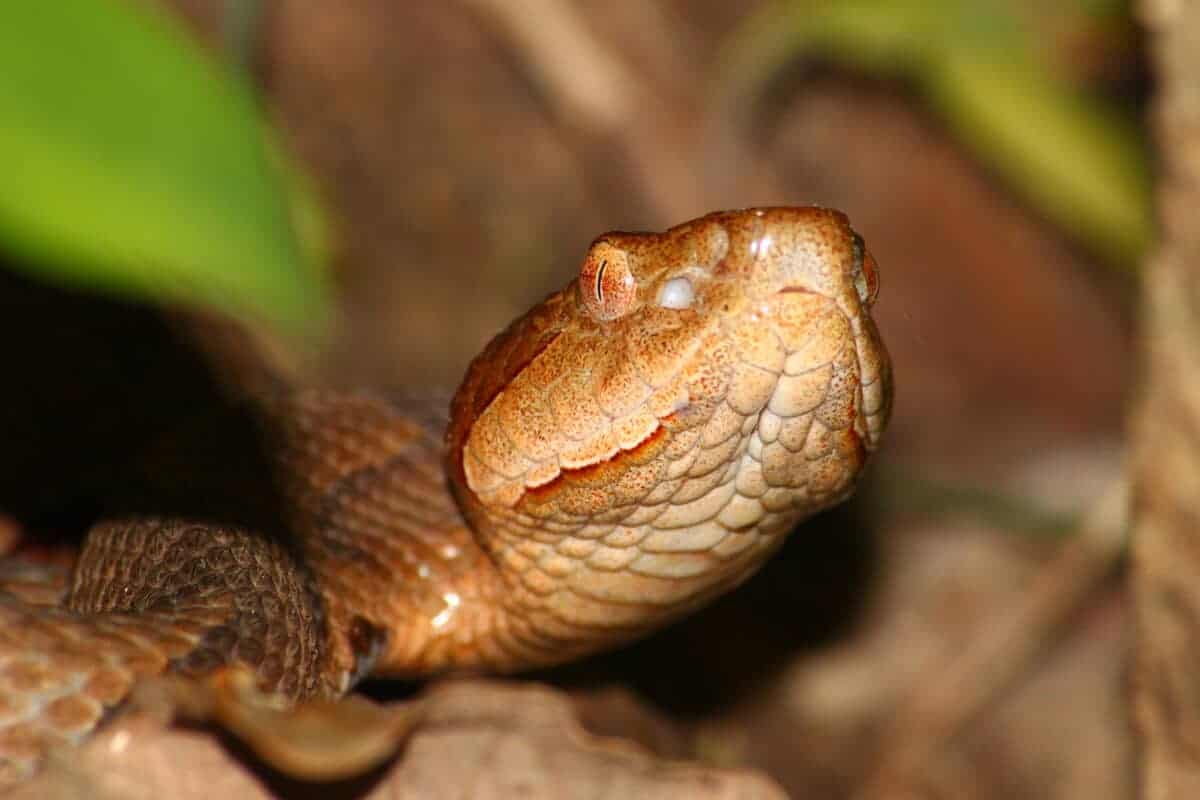 La morsure du Copperhead du Nord