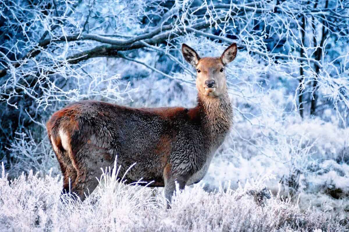 cerf dans la neige