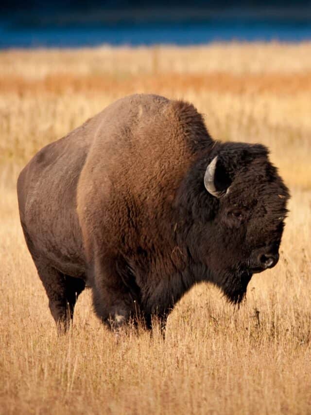 Bison