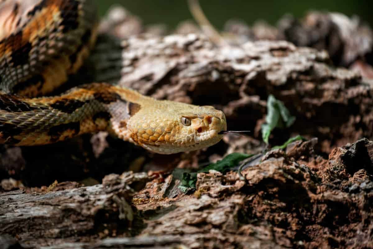 serpent à sonnettes des bois dans l'Illinois
