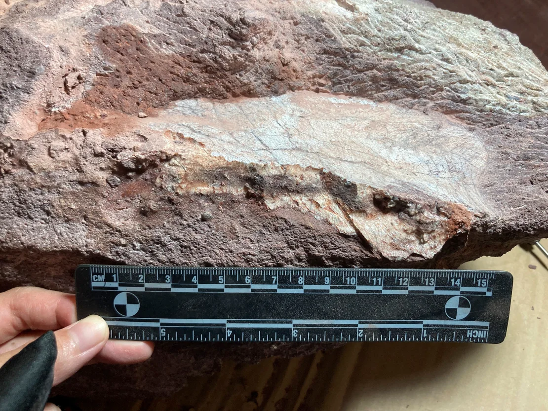 Des fossiles de dinosaures vieux de 66 millions d'années marquent la toute première percée paléontologique de Hong Kong