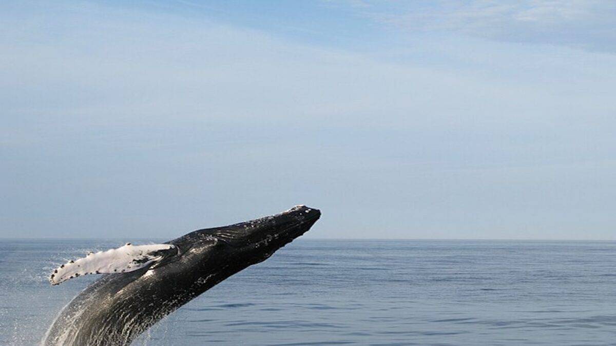 Observation de baleines à Bar Harbor, Maine.