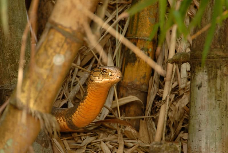Ophiophagus kaalinga
