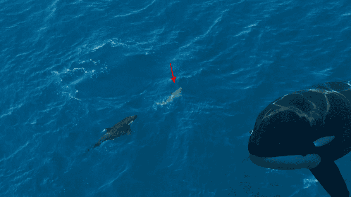 Une orque abat un requin